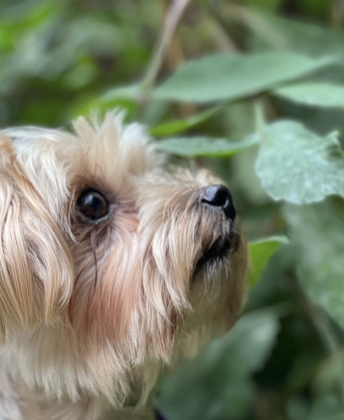 Fluffy puppy looking up among green leaves at a Howl School For Dogs puppy class